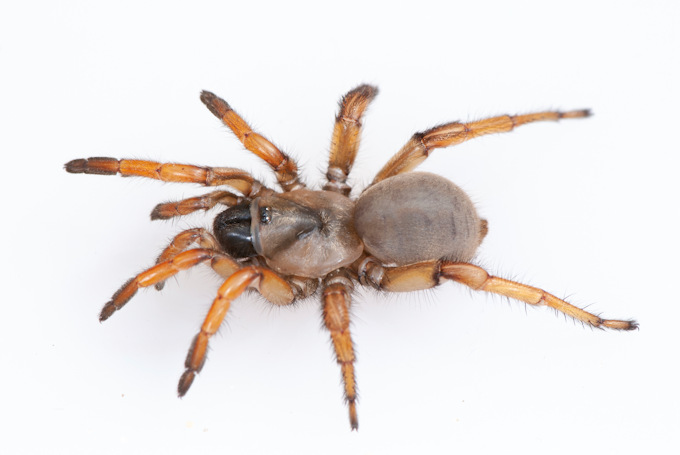Stephen Colbert Spider