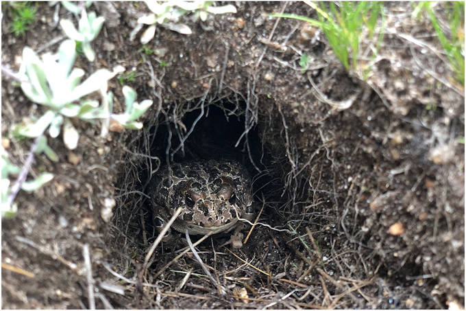 yosemite-toad-nps