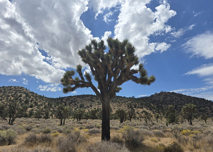 Joshua-Tree-San-Bernardino