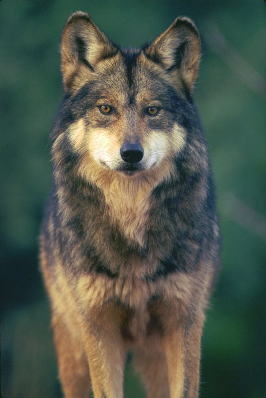 Mexican Gray Wolf