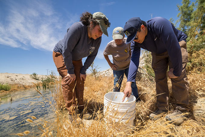 salton sea pupfish