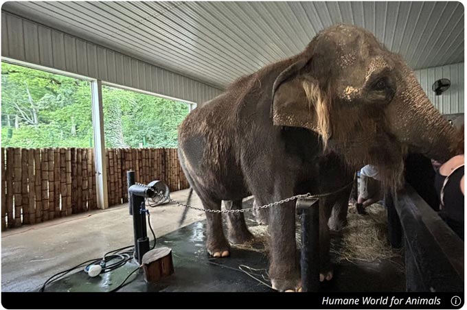 elephant-humane world for animals