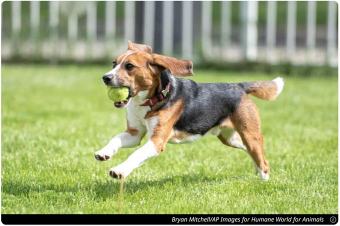 beagle