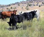 American Farm Bureau Federation Challenges BLM Rule that ‘Destabilizes’ Ranching