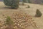 During November 2024, California Department of Fish and Wildlife (CDFW) will Conduct Helicopter Surveys in Northeastern California to Monitor Elk Populations, Inform Hunting Regulations