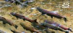 2024-25 Mokelumne River Salmon Run Breaks Record for the Second Year in a Row