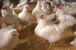 CDC Confirms Three Human Cases of H5 Bird Flu Among Colorado Poultry Workers