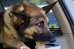 Mariposa County Sheriff’s Office Sadly Announces the Passing of Retired K9 Arthur