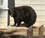 California Department of Fish and Wildlife Officials Say Fall Means Feeding Frenzy for Black Bears