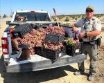 Tulare County Ag Detectives Arrest Two Reedley Men at Traffic Stop with Hundreds of Dollars in Stolen Grapes