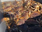 California Recreational Dungeness Crab Season to Open on November 2, 2024 with Trap Restriction While the Commercial Dungeness Crab Fishery is Delayed to Protect Whales from Entanglement