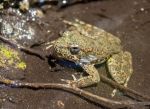 Yosemite Conservancy Receives $368,000 for Recovery of Foothill Yellow-Legged Frog in Tuolumne and Merced River Watersheds as California Department of Fish and Wildlife (CDFW) Awards $17 Million in Grants for 18 Restoration and Protection Projects