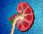 Genomic Variants that Increase Risk of Kidney Disease are Found in Nearly One-Third of West Africans, NIH Reports