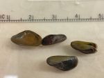 California Department of Water Resources Staff Discover Invasive Non-Native Golden Mussel in the Sacramento–San Joaquin Delta