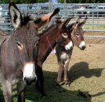 BLM Begins Emergency Gather to Save Wild Burros in the Piute Mountain Herd in San Bernardino County -  Due to Extreme Temperatures and Insufficient Water Availability