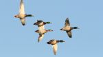 California Department of Fish and Wildlife (CDFW) 2024 Waterfowl Breeding Population Survey Shows a Decline in Total Ducks Year-Over-Year