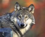 Rural County Representatives of California (RCRC) Announces Wolf-Livestock Compensation Program Now Open for Applications