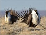 Department of the Interior Proposes Strengthened Protections for Greater Sage-Grouse Habitat in 10 Western States Including California