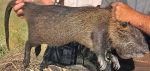 California Congressman Josh Harder Introduces Bill to Keep Destructive Giant Rodent Invasion Out of Central Valley - Bipartisan Bill Extends Funding That Rep. Harder Secured in 2020 to Eliminate Nutria
