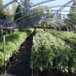 Deputies Remove Illegal Marijuana Grow Site with Over 2,500 Plants and 213 Pounds of Drugs in Calaveras County
