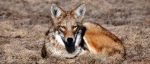 Humane Society of the United States Reports Nevadans to Present Officials with Polling That Shows Overwhelming Support for a Ban on Wildlife Killing Contests