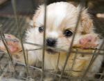 California Attorney General Issues Consumer Alert on Cruel Puppy Market Schemes, Tells Buyers to Beware